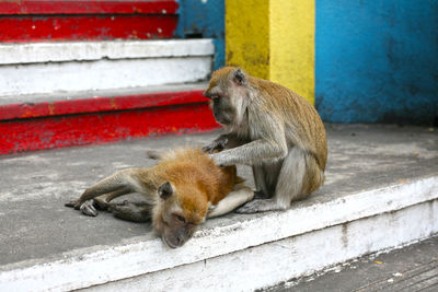 Close-up of monkey sitting outdoors