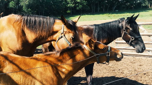 Side view of horses standing on field