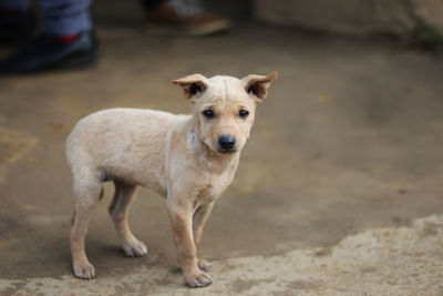 Portrait of dog standing on land