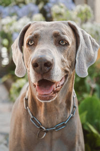 Close-up portrait of dog