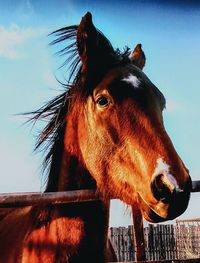 Low angle view of horse against sky