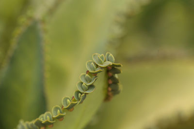 Close-up of plant against blurred background