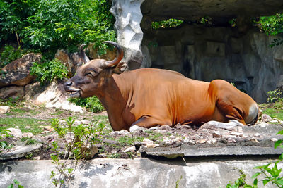 View of a horse on rock