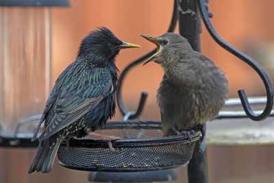 Close-up of starlings perching on a bird feeder