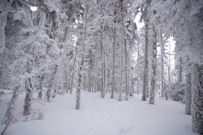 Snow covered trees in forest