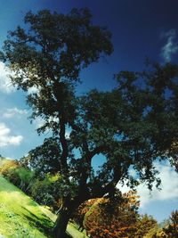 Low angle view of tree against sky