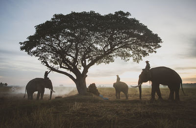 Horses grazing in a field