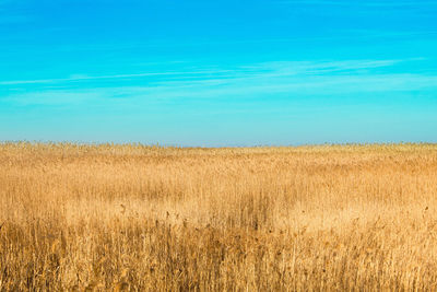 Scenic view of field against blue sky