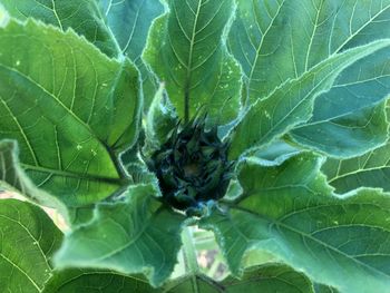 High angle view of insect on leaf