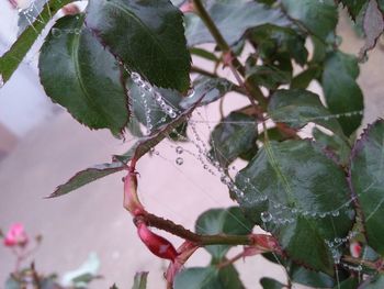 Close-up of water drops on twig