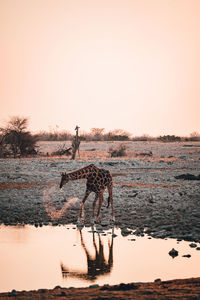 A giraffe drinking at a watering hole in etosha national park in namibia at sunset 