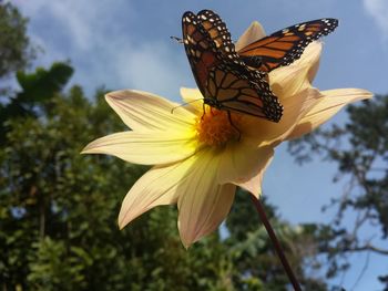 Close-up of butterfly on yellow flower