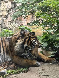 tiger