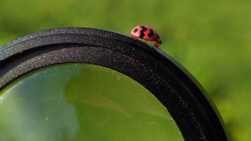 Close-up of ladybug on water