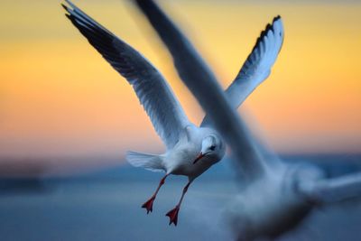 Seagull flying against sky during sunset