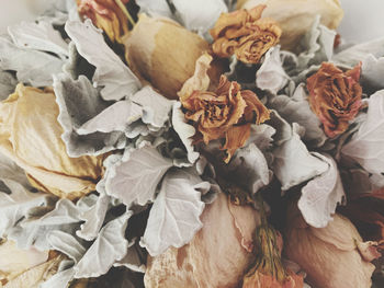 High angle view of dry roses