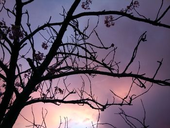 Low angle view of pink tree against sky