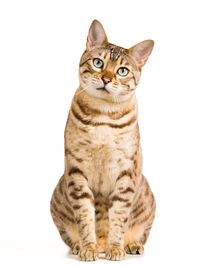 Portrait of cat against white background