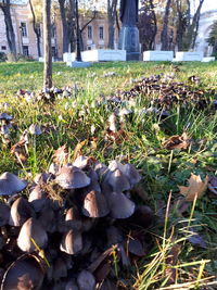 Close-up of flowering plants and trees on field