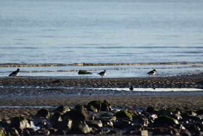 Oystercatchers on beach