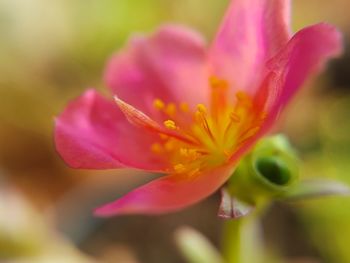 Close-up of pink flower blooming outdoors