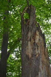 Low angle view of tree in forest