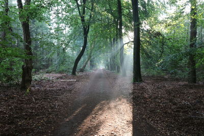 View of trees in forest