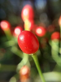 Close-up of red berries