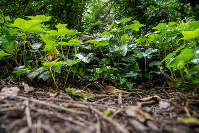 Close-up of fresh green leaves on field in forest