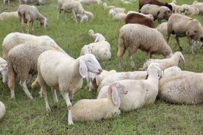 Sheep grazing on field