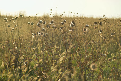 Crops growing on field against sky