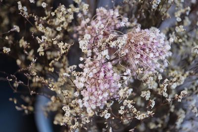 Close-up of cherry blossom