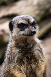 Close-up of an animal looking away