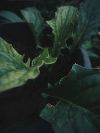 Close-up of fresh green leaves