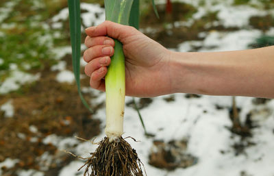 Cropped hand holding plant