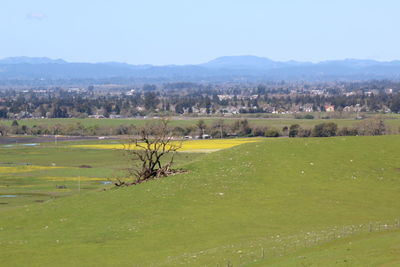 Scenic view of field against sky