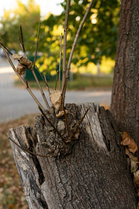 Close-up of driftwood on tree stump