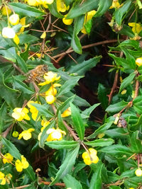 Close-up of yellow flowers blooming in park