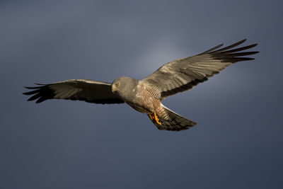 Low angle view of eagle flying in sky