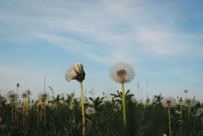 Close-up of flowering plants on field against sky