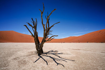 Bare tree against blue sky at desert