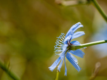 Close-up of purple flowering plant