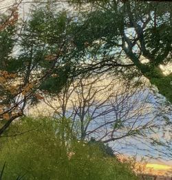 Low angle view of trees in forest