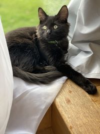 Portrait of cat relaxing on bed at home