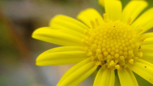 Close-up of insect on yellow flower