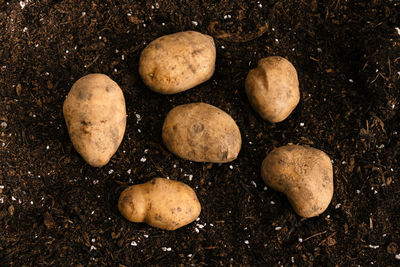 High angle view of food on ground