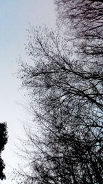 Close-up of bird on tree against sky