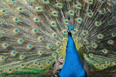 Close-up portrait of peacock