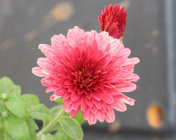 Close-up of pink flower