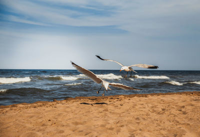 Seagulls flying over beach against sky